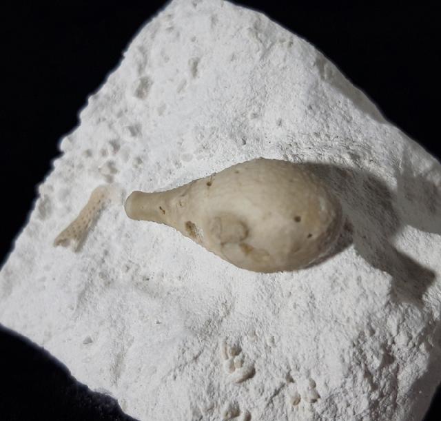 Stachel eines Tylocidaris baltica (SCHL�TER 1892) - Bild &copy; FossNet FossilienStore